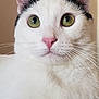 cat, white_cat, black_markings, green_eyes, pink_nose, close_up, pet, animal, whiskers, fur, indoor, portrait, cute, feline, curious, ears, face, mammal, domestic_animal, looking