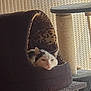 cat, cat_bed, scratching_post, leopard_print, feline, pet, indoor, resting, sleepy, cozy, furniture, blinds, window, soft_light, animal, domestic, cute, relaxed, whiskers, ears