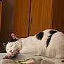 cat, sleeping, toy_mouse, bed, white_cat, black_patches, indoor, feline, resting, cute, pet, fur, whiskers, pink_nose, wardrobe, wooden_furniture, cozy, domestic_animal, animal, quiet