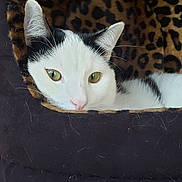 Colin participe au concours pour gagner de l'argent avec cette photo : cat, black_and_white, leopard_print, pet_bed, cozy, relaxed, feline, green_eyes, whiskers, soft_texture, resting, indoor, animal, cute, fur, close_up, comfort, sleepy, house_pet, domestic_cat