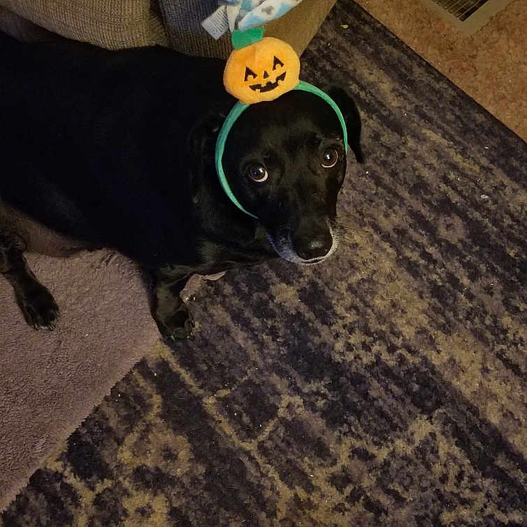 Layla joined the competition — help win amazing prizes! accessory, animal, black_dog, blanket, carpet, cozy, cute, dog, domestic_animal, expression, floor, halloween, headband, holiday, home, indoor, looking_up, pet, pumpkin, vent