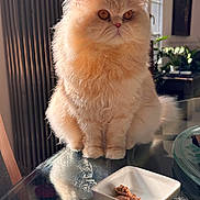 Pasha Pacifique participe au concours pour gagner de l'argent avec cette photo : cat, persian_cat, fluffy, cream_color, pet, indoor, glass_table, sunlight, food_dish, cat_food, furniture, plant, reflection, window, cozy, domestic, animal, cute, sitting, portrait