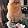 cat, persian_cat, fluffy, cream_color, pet, indoor, glass_table, sunlight, food_dish, cat_food, furniture, plant, reflection, window, cozy, domestic, animal, cute, sitting, portrait