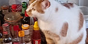 Sancho participe au concours pour gagner de l'argent avec cette photo : blurred, bottles, cat, condiments, container, domestic_animal, feline, furniture, glass_bottle, household, indoor, kitchen_items, orange_and_white_cat, pet, plastic_bottle, side_view, sitting, still_life, storage, wooden_shelf