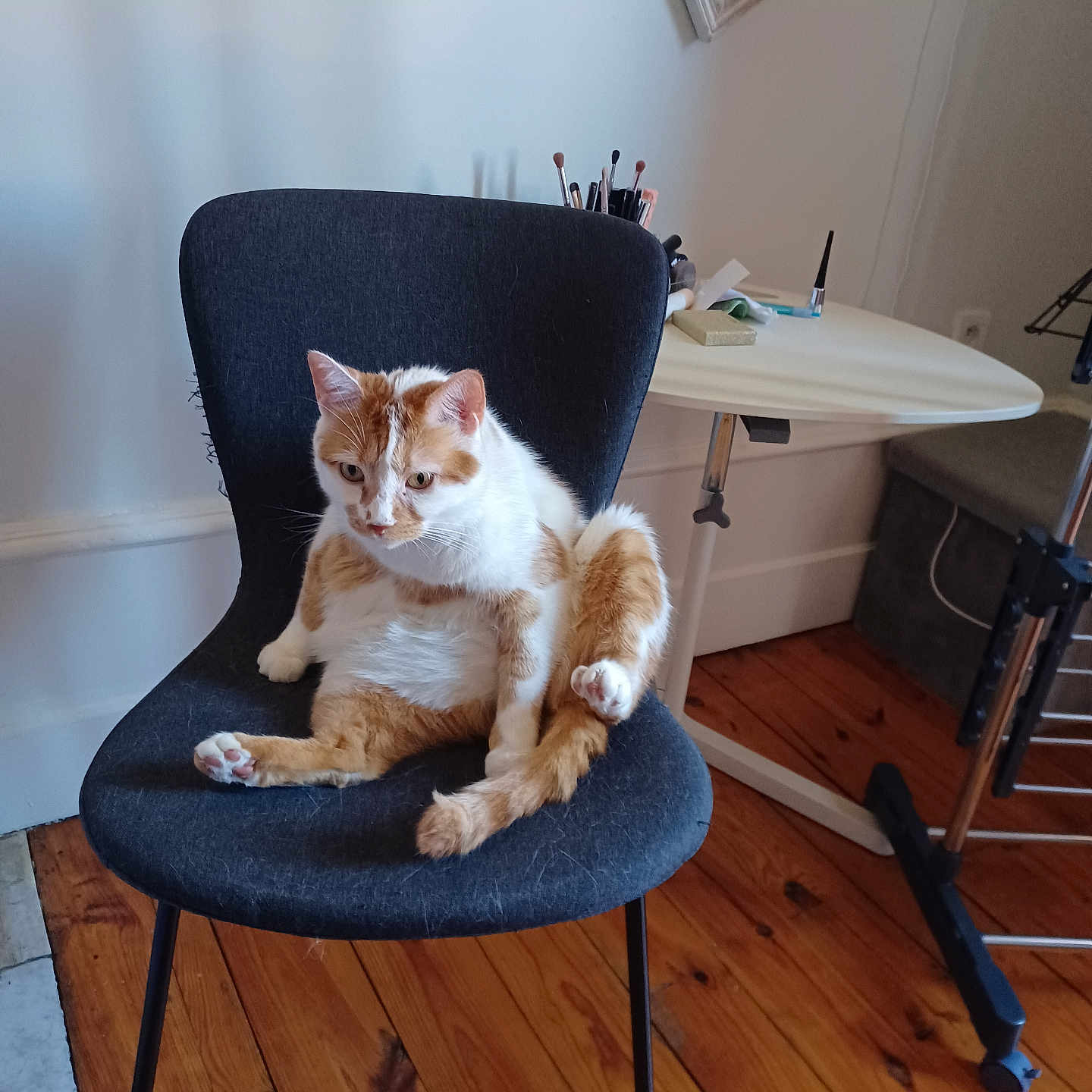 Sancho participe au concours pour gagner de l'argent avec cette photo : animal, cat, chair, cozy, curious, cute, domestic_cat, feline, furniture, home, indoor, looking_away, makeup_brushes, orange_cat, pet, relaxed, sitting, table, white_cat, wooden_floor