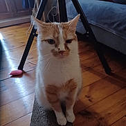 Sancho participe au concours pour gagner de l'argent avec cette photo : cat, couch, cozy, domestic_animal, ears, feline, flooring, fur, furniture, household, indoor, living_room, orange_and_white, pet, quiet, scratch_pad, sitting, tripod, whiskers, wooden_floor