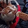 Sancho a rejoint le concours — aidez-le/la à gagner de superbes lots ! animal, brown, cat, chocolate, close_up, curious, domestic_cat, floor, food, furniture, ice_cream, indoor, licking, orange_and_white_cat, pet, rug, snack, table, whiskers, white
