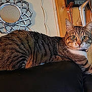 Lucky is registered to the contest to win money with this photo: animal, cat, couch, cozy, curious, domestic_cat, feline, furniture, home, indoor, leather, looking_at_camera, mirror, pet, relaxed, striped_fur, tabby_cat, wall, wood_panel, yellow_eyes