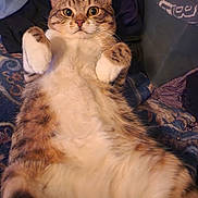 Lucky is registered to the contest to win money with this photo: cat, tabby, lying_down, paws_up, wide_eyes, fur, indoor, blanket, clothes, striped, pet, cute, cozy, animal, mammal, whiskers, relaxed, feline, resting, domestic_cat