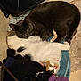 cat, cats, gray_cat, white_cat, pets, indoor, cozy, snuggling, pile_of_clothes, towel, curious, resting, fur, domestic, floor, relaxing, companion, animal, cute, two_cats