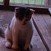 Julie Ann is registered to the contest to win money with this photo: cat, kitten, wooden_floor, window, wire_mesh, indoor, pet, animal, feline, sitting, curious, shy, contemplative, domestic, young, fur, whiskers, paw, quiet, natural_light