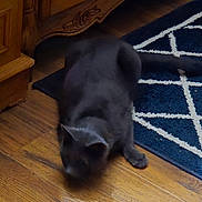 Wizard joined the competition — help win amazing prizes! black_cat, cat, animal, pet, indoor, wooden_floor, rug, blue_rug, patterned_rug, flooring, furniture, cabinet, blurry, shadow, crouching, domestic_animal, mammal, whiskers, ear, paw