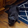 animal, black_cat, blue_rug, blurry, cabinet, cat, crouching, domestic_animal, ear, flooring, furniture, indoor, mammal, patterned_rug, paw, pet, rug, shadow, whiskers, wooden_floor