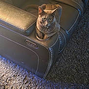 Wizard joined the competition — help win amazing prizes! animal, carpet, cat, cozy, cup_holder, cute, ears, eyes, feline, fur, gray_cat, home, indoor, leather_chair, living_room, pet, pillow, relaxing, seat, whiskers