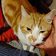 Flannel is registered to the contest to win money with this photo: cat, orange_cat, ginger_tabby, feline, pet, indoor, close_up, portrait, whiskers, ears, hand, human_hand, bedding, blanket, bed, cozy, fur, nose, eyes, domestic_animal