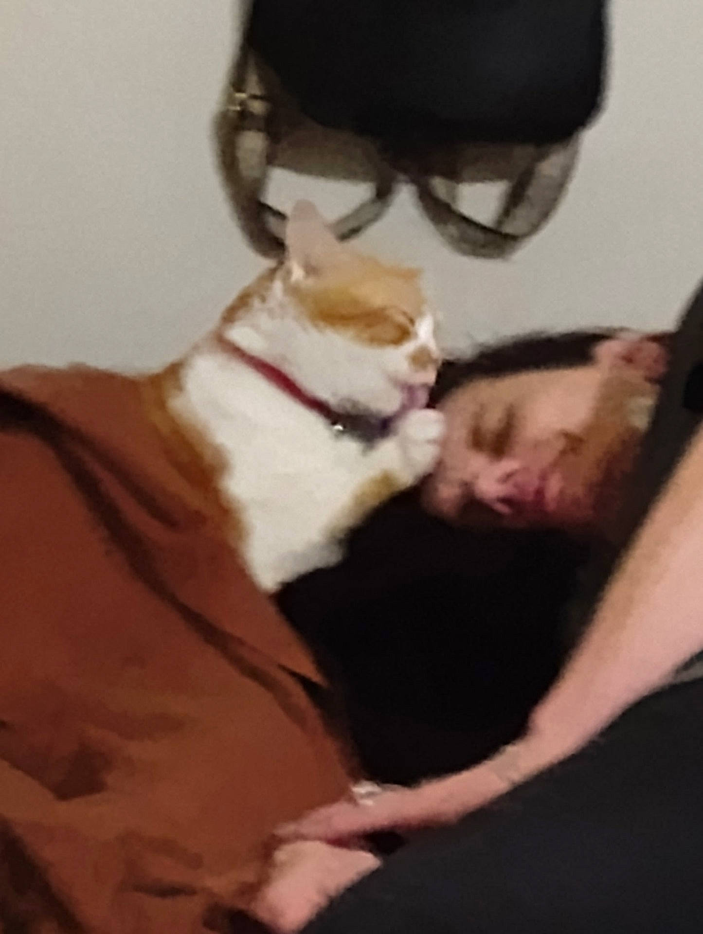 affectionate, bag, beard, blanket, blurred, cat, collar, couch, cozy, cuddling, face, indoor, licking, orange_tabby, paw, person, pet, portrait, relaxation, sleeping