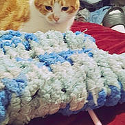 Flannel joined the competition — help win amazing prizes! bed, bedroom, blanket, cat, closet, clothes, cozy, crochet_blanket, fabric, fur, ginger_cat, indoor, laundry, needle, pet, resting, stare, textile, whiskers, yarn