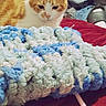bed, bedroom, blanket, cat, closet, clothes, cozy, crochet_blanket, fabric, fur, ginger_cat, indoor, laundry, needle, pet, resting, stare, textile, whiskers, yarn