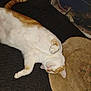 cat, orange_cat, white_cat, pet, indoor, rug, mat, floor, lying_down, relaxed, paws, whiskers, head, closeup, domestic_animal, fur, sleeping, carpet, storage_container, clutter