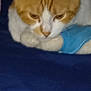 cat, pet, orange_cat, white_fur, bed, blanket, sleeping, closeup, feline, portrait, ears, paw, nose, fur_texture, indoor, cozy, blue_blanket, soft, domestic_animal, resting