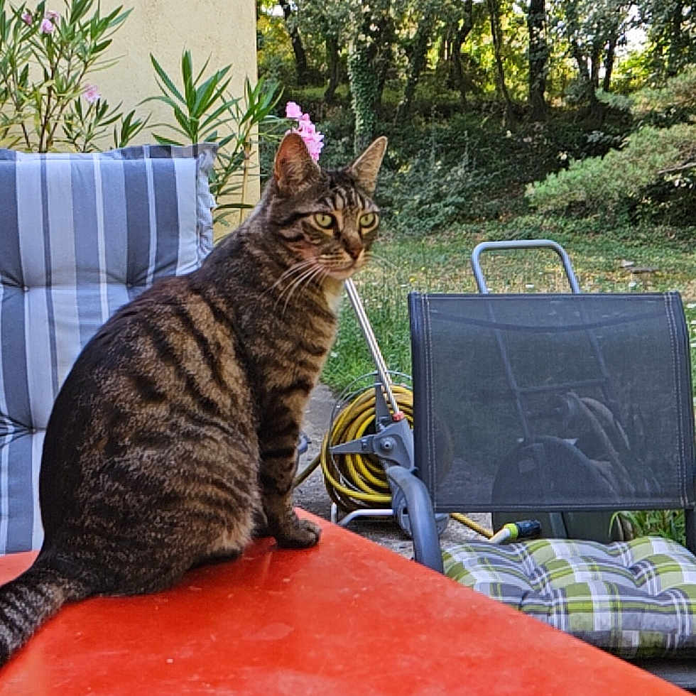Smoothie participe au concours pour gagner de l'argent avec cette photo : animal, backyard, cat, chair, couch, flower, furniture, grass, manx, nature, outdoors, pet, plant, pottedplant, soil, summer, tree, vegetation, wood, yard