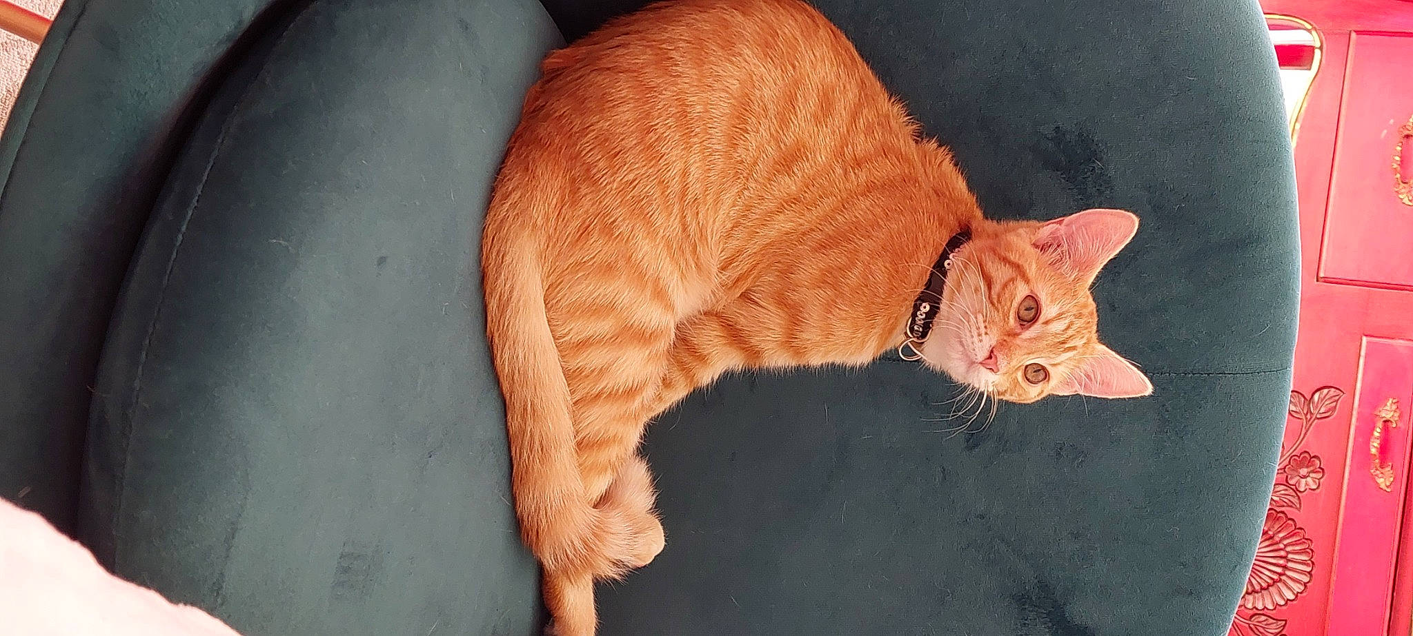 Muscat a rejoint le concours — aidez-le/la à gagner de superbes lots ! art, carnivore, cat, claw, comfort, domestic_short_haired_cat, eye, fawn, felidae, foot, fur, paw, small_to_medium_sized_cats, snout, tail, terrestrial_animal, whiskers, wildlife, wood