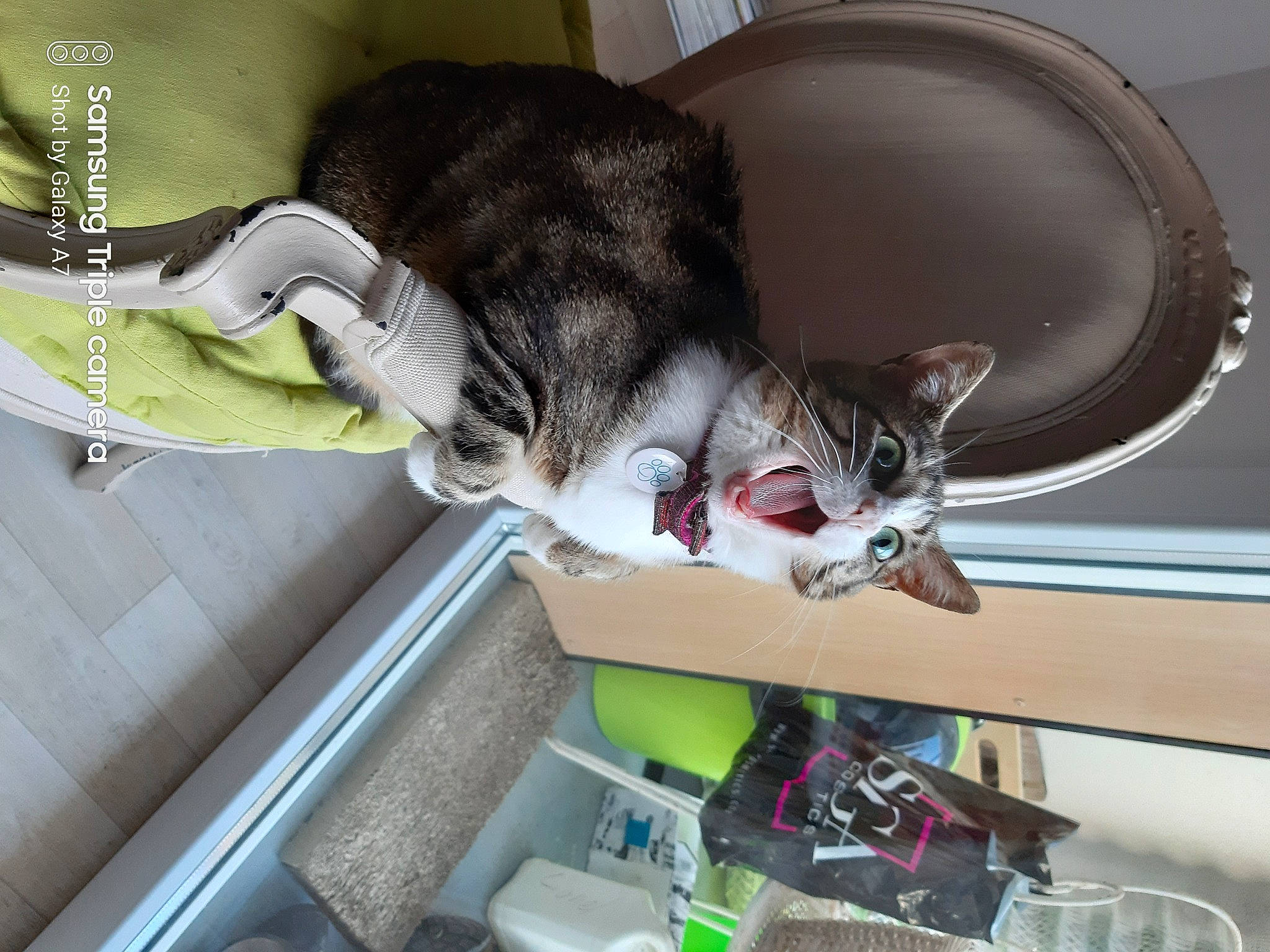 Peche Melba a rejoint le concours — aidez-le/la à gagner de superbes lots ! carnivore, cat, claw, comfort, domestic_short_haired_cat, electrical_wiring, felidae, fur, home_appliance, leg, mammal, nap, room, small_to_medium_sized_cats, snout, tail, whiskers