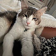 Romeo joined the competition — help win amazing prizes! cat, pet, indoor, blanket, furniture, dorm_room, resting, relaxed, white, gray, tabby, close_up, stretching, paw, cute, domestic_animal, soft, cozy, sleepy, fur