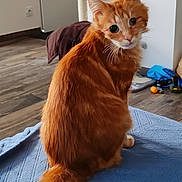 Sparrow a rejoint le concours — aidez-le/la à gagner de superbes lots ! cat, orange_tabby, fluffy, pet, indoor, blue_blanket, curious, feline, tail, whiskers, cat_tree, floor, toy, wooden_floor, looking_back, household, domestic_cat, fur, animal, cute