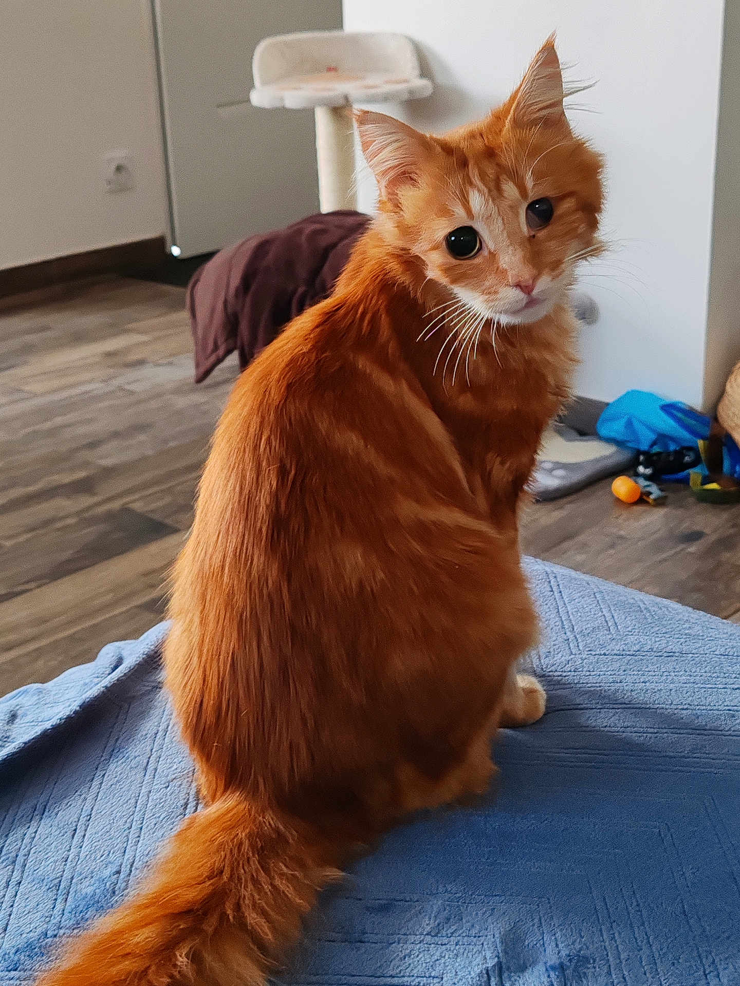 Sparrow a rejoint le concours — aidez-le/la à gagner de superbes lots ! cat, orange_tabby, fluffy, pet, indoor, blue_blanket, curious, feline, tail, whiskers, cat_tree, floor, toy, wooden_floor, looking_back, household, domestic_cat, fur, animal, cute