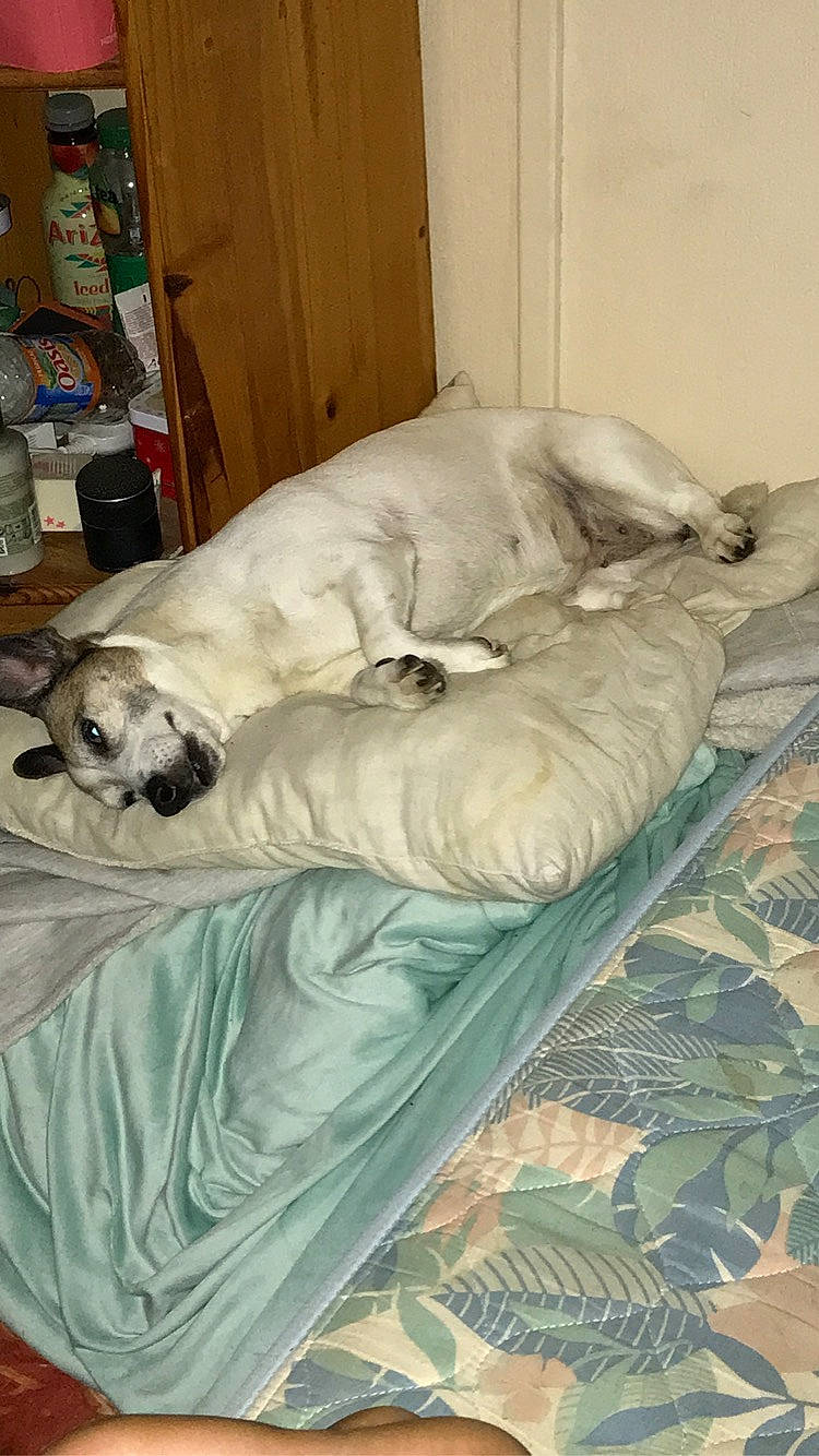 Amour a rejoint le concours — aidez-le/la à gagner de superbes lots ! bed_sheet, bedding, bottle, canidae, carnivore, comfort, companion_dog, dog, dog_breed, dog_supply, duvet, fawn, flooring, fur, hardwood, linens, nap, pug, sporting_group, studio_couch