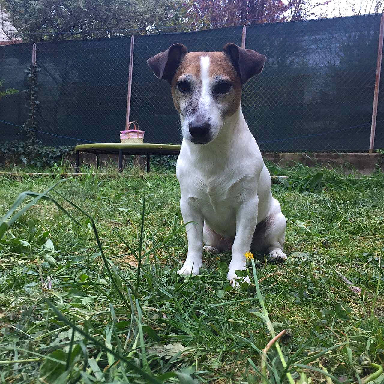 Amour a rejoint le concours — aidez-le/la à gagner de superbes lots ! ancient_dog_breeds, canidae, carnivore, companion_dog, dog, dog_breed, fawn, fence, grass, gun_dog, home_fencing, hunting_dog, irishjacks, plant, sporting_group, terrestrial_animal, terrier, tree, whiskers, working_animal