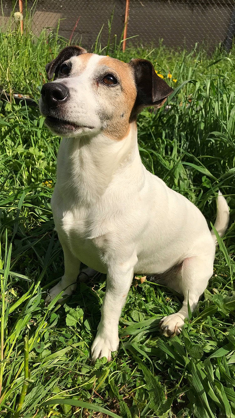 Amour a rejoint le concours — aidez-le/la à gagner de superbes lots ! ancient_dog_breeds, canidae, carnivore, collar, companion_dog, corgi_chihuahua, dog, dog_breed, dog_collar, fawn, grass, groundcover, hunting_dog, irishjacks, plant, sporting_group, terrestrial_animal, whiskers