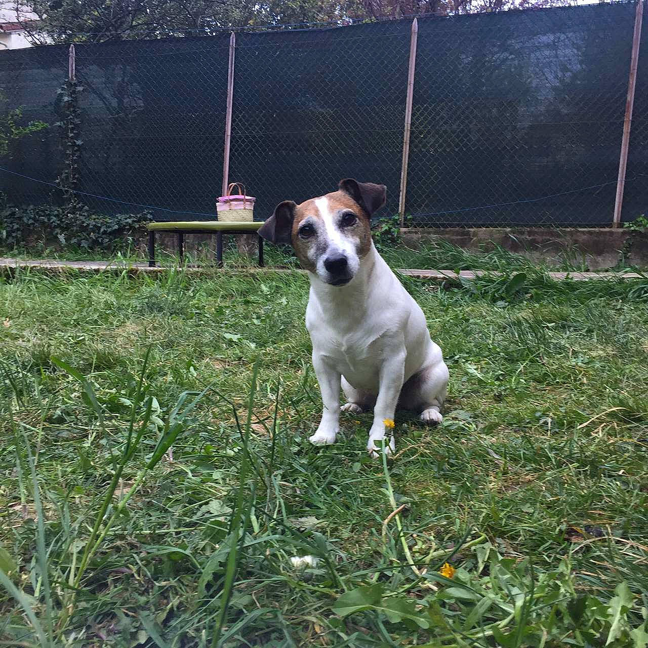 Amour a rejoint le concours — aidez-le/la à gagner de superbes lots ! canidae, carnivore, collar, companion_dog, dog, dog_breed, dog_collar, fawn, fence, grass, home_fencing, mesh, pet_supply, plant, sporting_group, tail, terrestrial_animal, tree, whiskers, working_animal