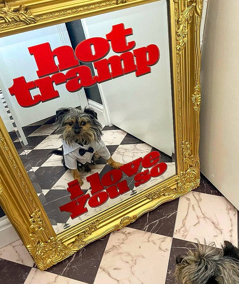 Fox is registered to the contest to win money with this photo: advertising, art, book_cover, carnivore, companion_dog, dog, dog_breed, dog_supply, door, event, fawn, flooring, font, illustration, pattern, photo_caption, picture_frame, poster, rectangle, visual_arts