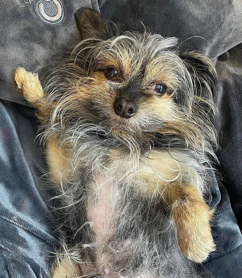 Fox is registered to the contest to win money with this photo: biewer_terrier, canidae, carnivore, companion_dog, dog, dog_breed, fawn, fur, liver, puppy_love, small_terrier, snout, sporting_group, street_dog, terrestrial_animal, terrier, toy_dog, whiskers, working_animal, yorkipoo