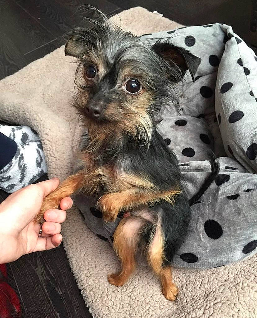 Fox is registered to the contest to win money with this photo: canidae, carnivore, companion_dog, dog, dog_breed, dog_clothes, dog_supply, fawn, fur, liver, paw, puppy_love, small_terrier, snout, sporting_group, terrier, toy_dog, whiskers, working_animal, yorkipoo