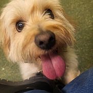 Lucky joined the competition — help win amazing prizes! animal, blurry, canine, close_up, companion, cute, dog, eyes, friend, fur, fur_texture, happy, indoor, jeans, looking_up, pet, playful, shoe, tongue, tongue_out