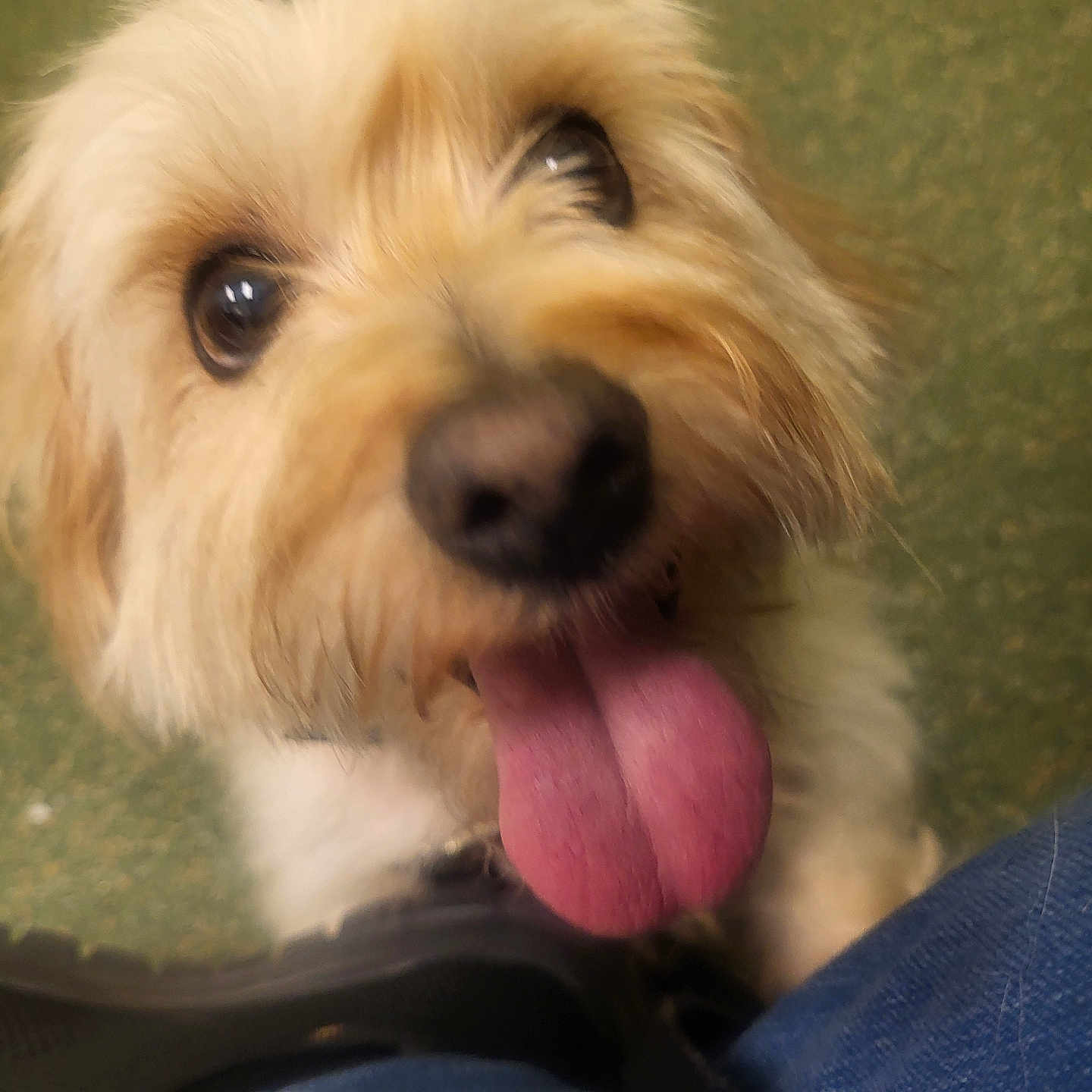 Lucky joined the competition — help win amazing prizes! animal, blurry, canine, close_up, companion, cute, dog, eyes, friend, fur, fur_texture, happy, indoor, jeans, looking_up, pet, playful, shoe, tongue, tongue_out