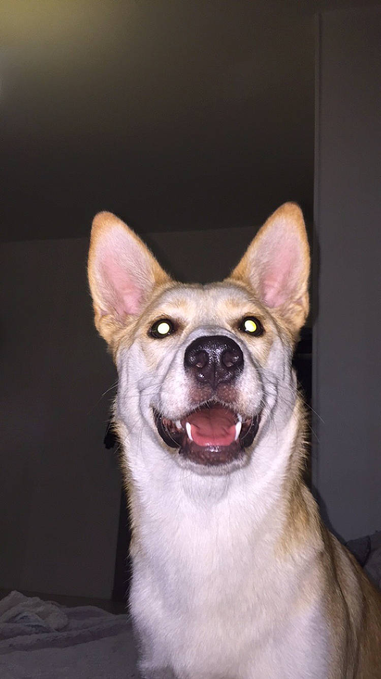 Kyra a rejoint le concours — aidez-le/la à gagner de superbes lots ! ancient_dog_breeds, canidae, carnivore, companion_dog, dog, dog_breed, ear, fang, fawn, fur, jaw, mammal, non_sporting_group, paw, smile, snout, sporting_group, terrestrial_animal, whiskers, wildlife