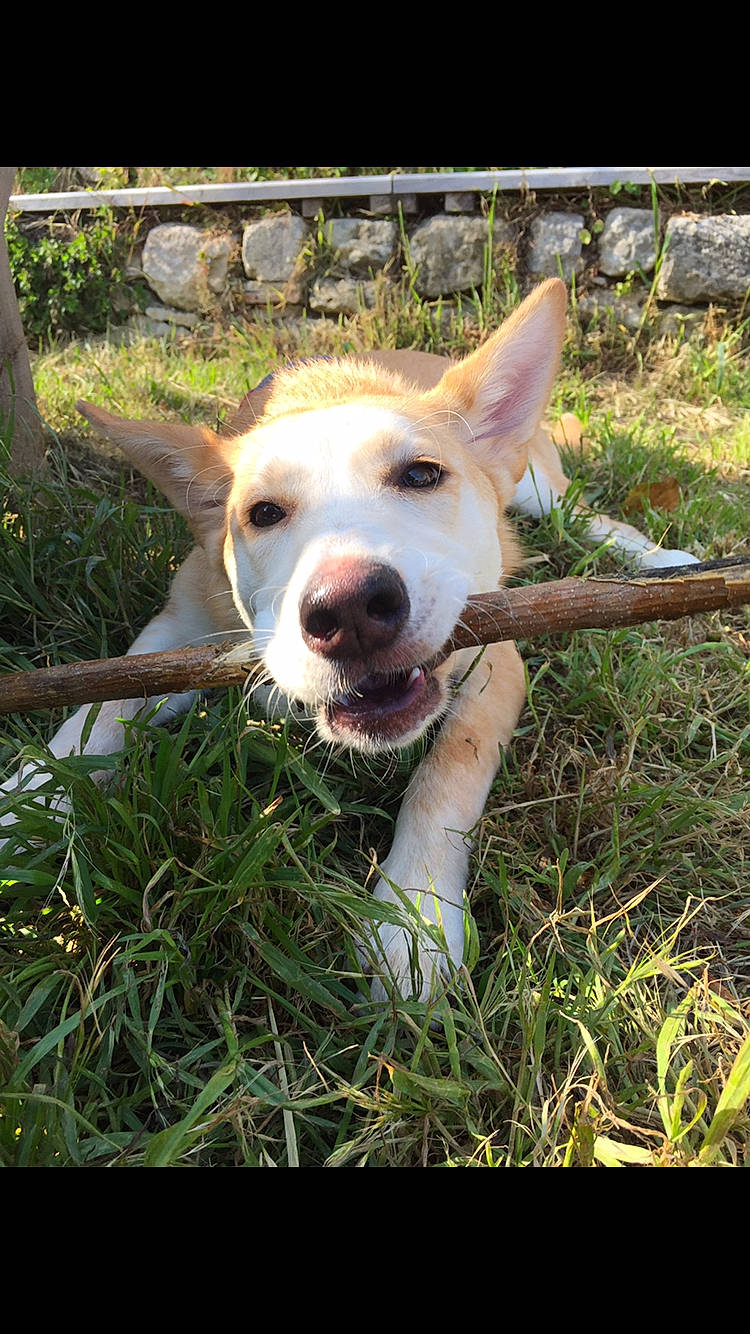 Kyra participe au concours pour gagner de l'argent avec cette photo : canidae, carnivore, companion_dog, dog, dog_breed, fawn, grass, grassland, happy, herding_dog, mammal, plant, snout, sporting_group, street_dog, tail, terrestrial_animal, whiskers, working_animal, working_dog