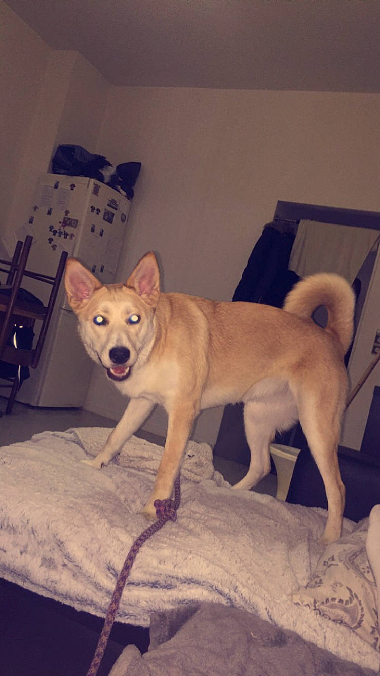 Kyra a rejoint le concours — aidez-le/la à gagner de superbes lots ! canidae, carnivore, chair, comfort, companion_dog, dog, dog_breed, fawn, flooring, fur, paw, pet_supply, puppy, small_to_medium_sized_cats, snout, sporting_group, tail, toy_dog, wood, working_animal