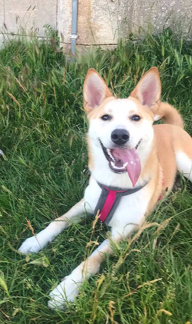 Kyra a rejoint le concours — aidez-le/la à gagner de superbes lots ! ancient_dog_breeds, canidae, carnivore, collar, companion_dog, dog, dog_breed, dog_collar, dog_supply, fang, fawn, grass, herding_dog, leash, plant, puppy, snout, sporting_group, tail, working_dog