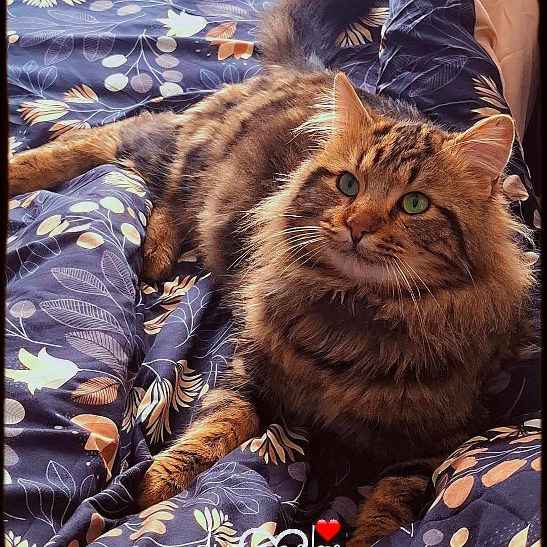 Twix a rejoint le concours — aidez-le/la à gagner de superbes lots ! abyssinian, animal, bed, bedroom, blanket, cat, couch, cushion, furniture, homedecor, indoors, interiordesign, kitten, manx, person, pet, photography, quilt, room, sleeping