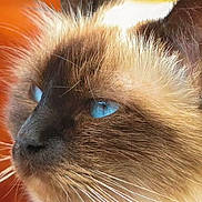 Scarlett participe au concours pour gagner de l'argent avec cette photo : cat, blue_eyes, close_up, fluffy, whiskers, portrait, animal, feline, soft_background, warm_colors, brown_fur, white_fur, ears, nose, indoor, pet, cute, mammal, focused, calm