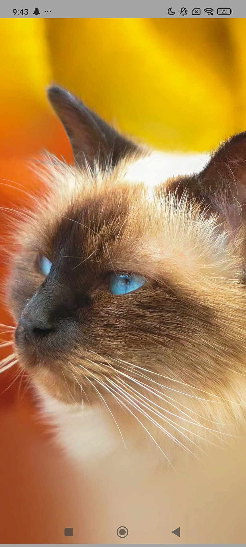 Scarlett participe au concours pour gagner de l'argent avec cette photo : cat, blue_eyes, close_up, fluffy, whiskers, portrait, animal, feline, soft_background, warm_colors, brown_fur, white_fur, ears, nose, indoor, pet, cute, mammal, focused, calm