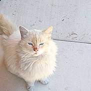 Tobey joined the competition — help win amazing prizes! animal, blue_eyes, calm, cat, close_up, concrete, cream_color, daylight, domestic_cat, ears, fluffy, fur, looking_up, outdoor, pet, portrait, sitting, tail, tiled_floor, whiskers