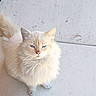 animal, blue_eyes, calm, cat, close_up, concrete, cream_color, daylight, domestic_cat, ears, fluffy, fur, looking_up, outdoor, pet, portrait, sitting, tail, tiled_floor, whiskers