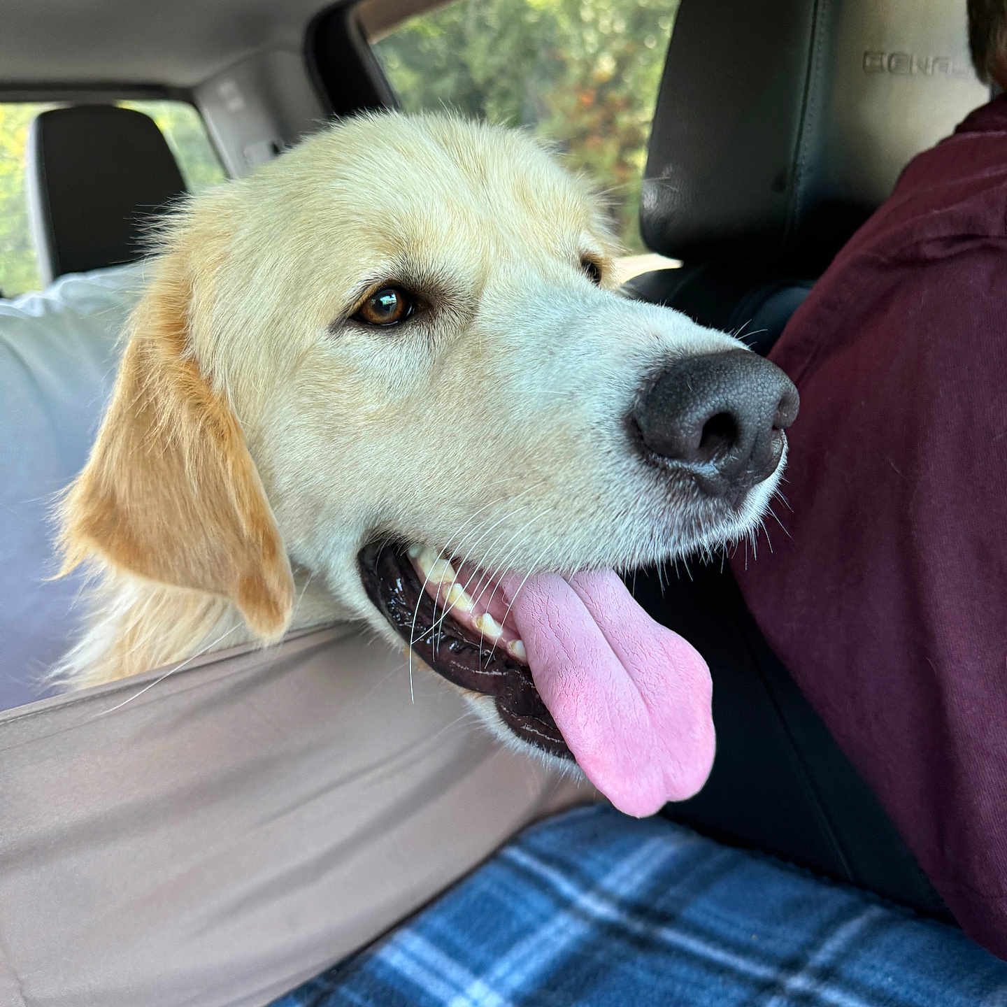 Cooper joined the competition — help win amazing prizes! animal, canine, car, clothing, cushion, dog, goldenretriever, head, headrest, homedecor, hound, husky, jeans, labradorretriever, pants, person, pet, puppy, transportation, vehicle