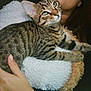 animal, cat, closeup, comfort, cozy, cute, feline, fluffy, fur, hand, indoor, kitten, person, pet, pillow, portrait, resting, tabby, warm, young